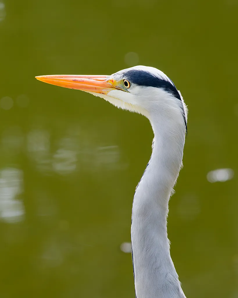 grey heron